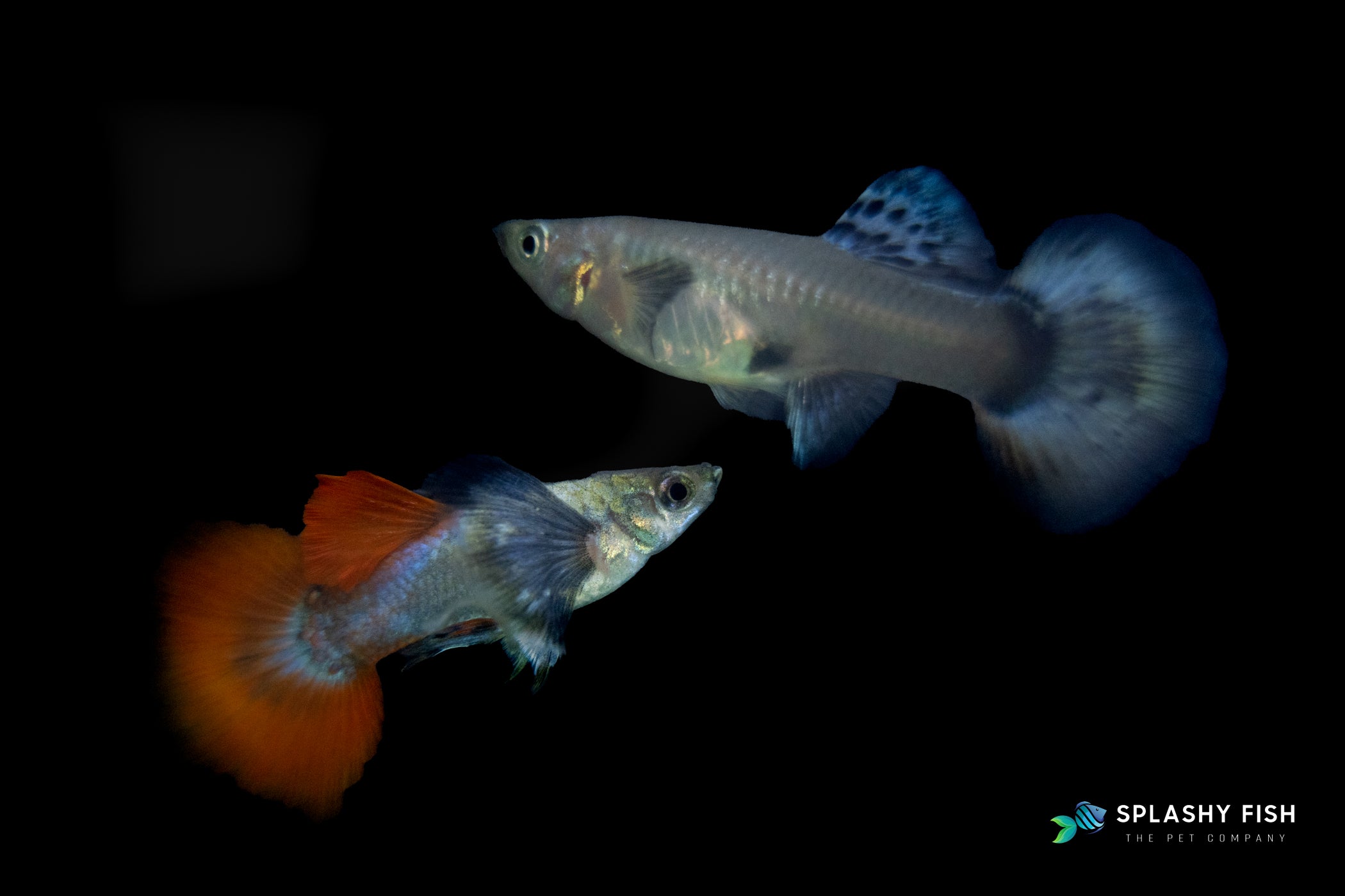 Dumbo Red Tail Guppy Fish For Sale