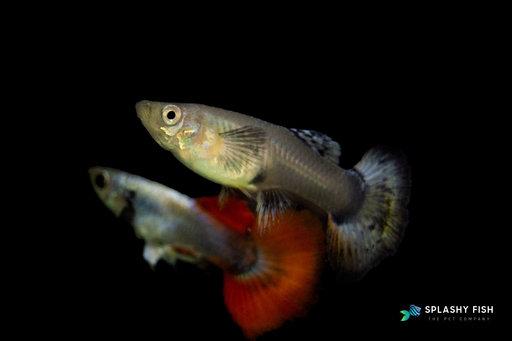 Dumbo Red Tail Guppy Fish For Sale