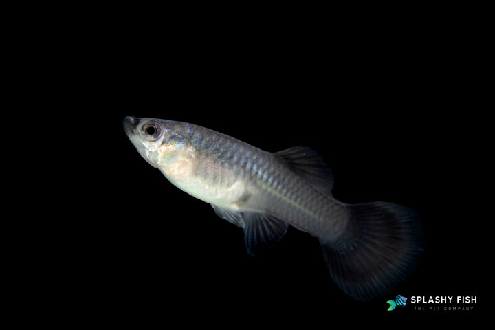 Blue Tarzan Guppy Fish Female for sale, tarzan guppy fish for sale, blue tarzan  guppy fish for sale, blue fancy guppies for sale, fancy guppies fish for sale