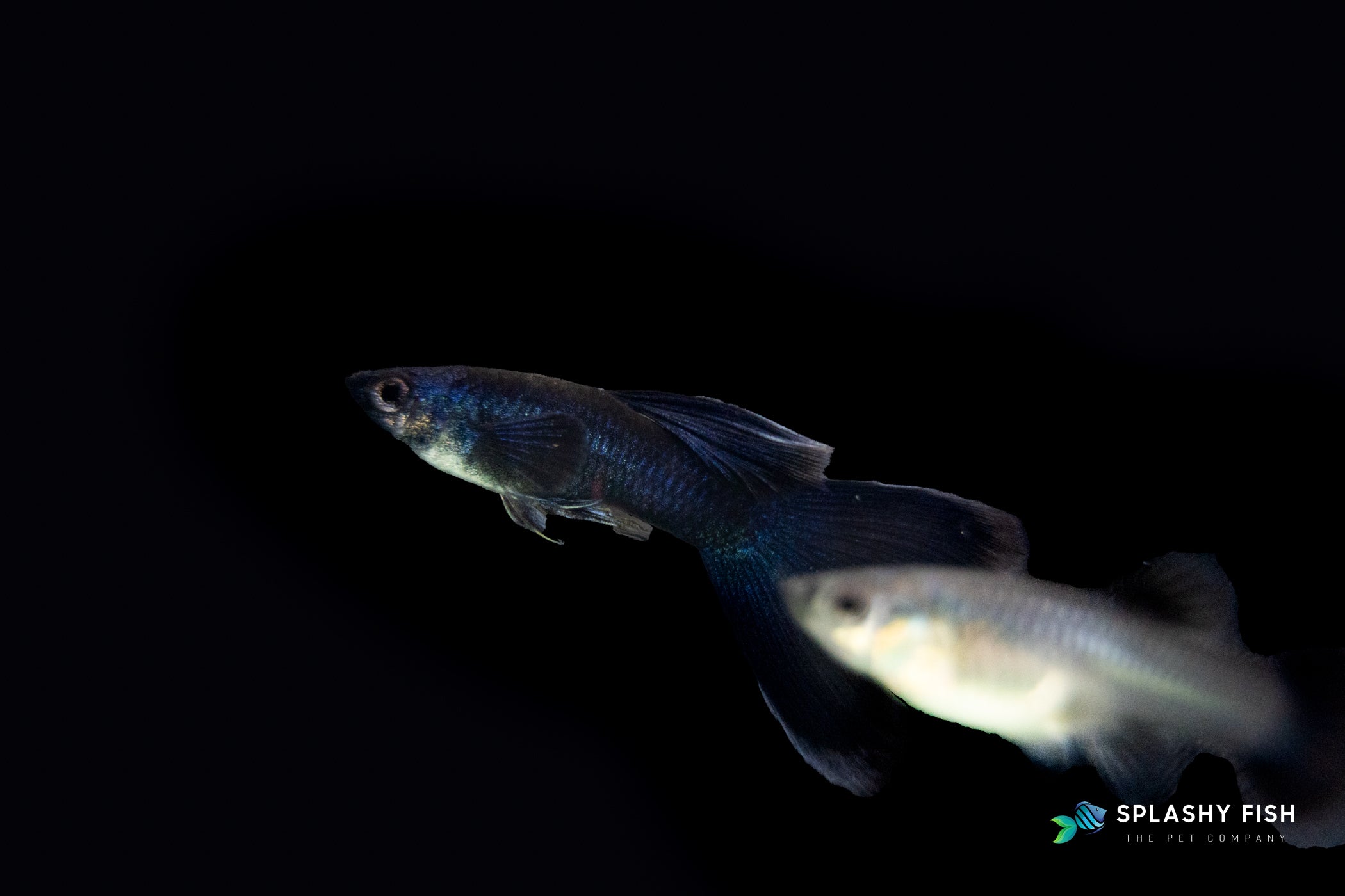 a couple of Blue Tazzan Guppy Fish Male for sale
