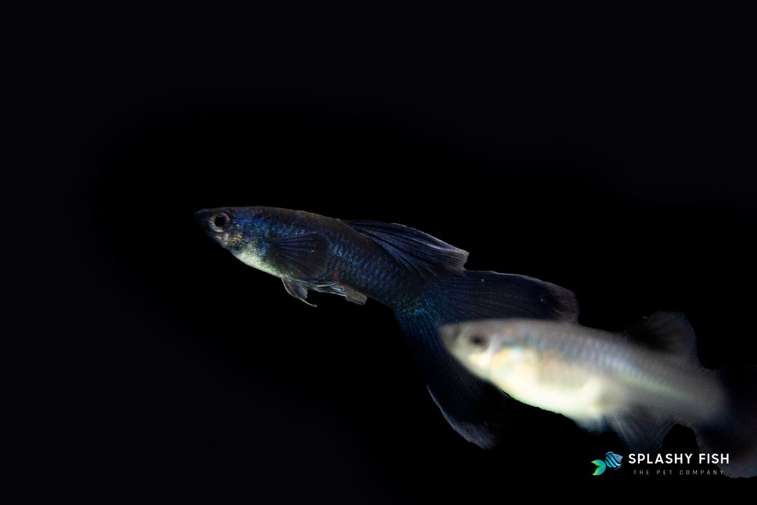 a couple of Blue Tarzan Guppy Fish Male for sale, blue tarzan guppy fish for sale, blue fancy guppy for sale, guppies for sale, delta tail guppy for sale, fancy guppies for sale