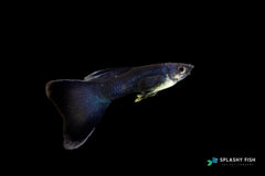 Blue Tarzan Guppy Fish