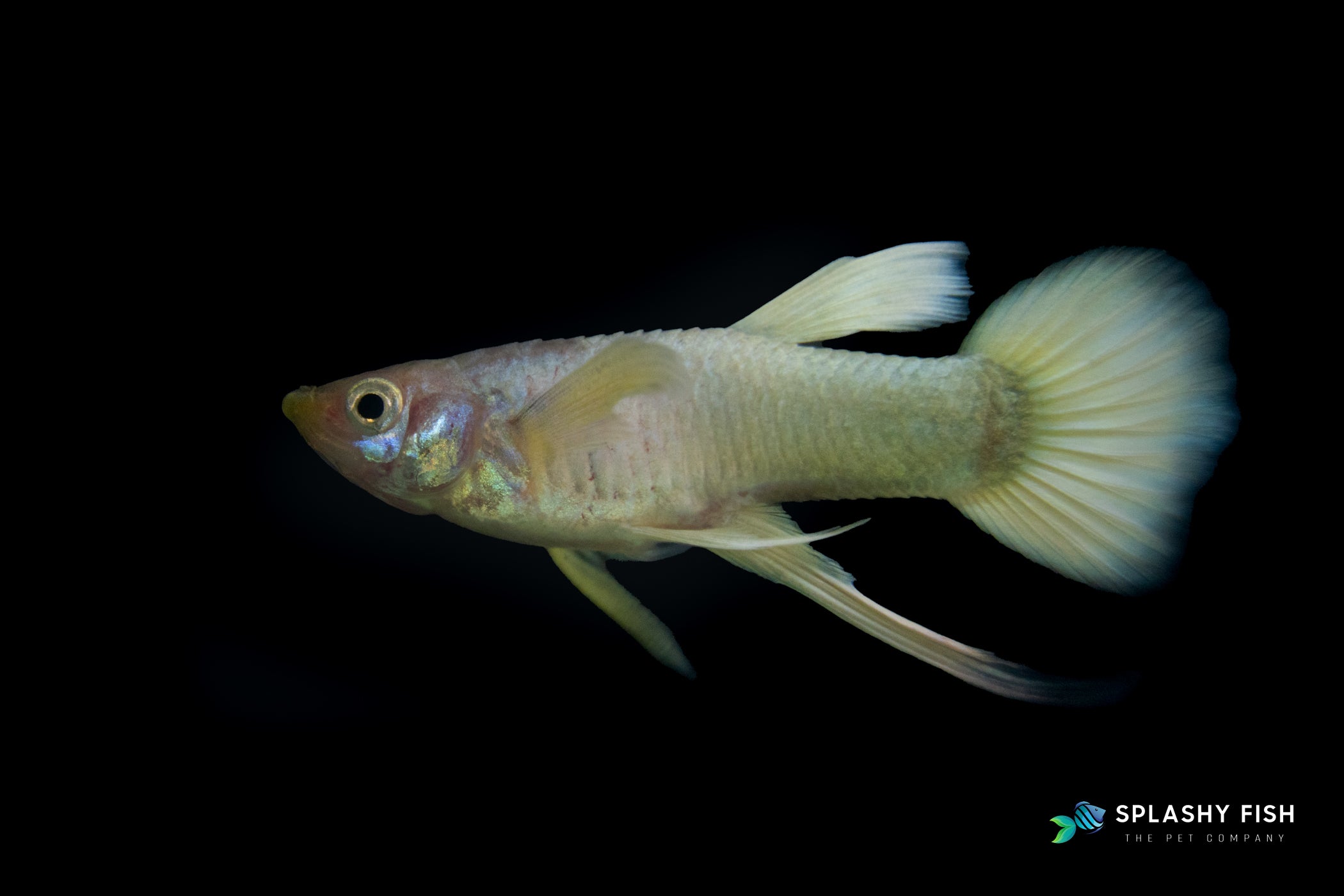 a male of full gold ribbon guppy | Splashy Fish
