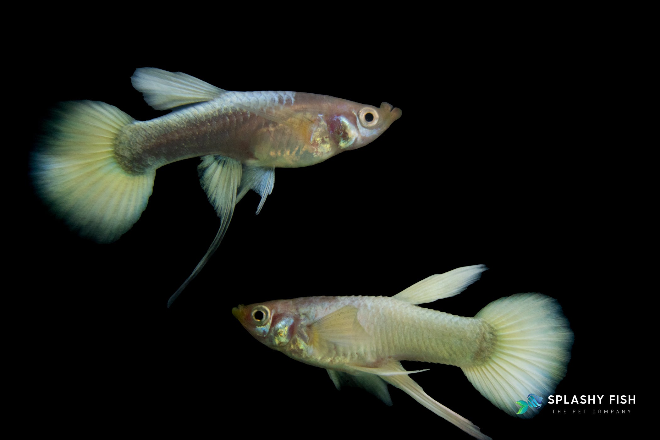 a couple of Full Gold Ribbon Guppy Fish | Splashy Fish