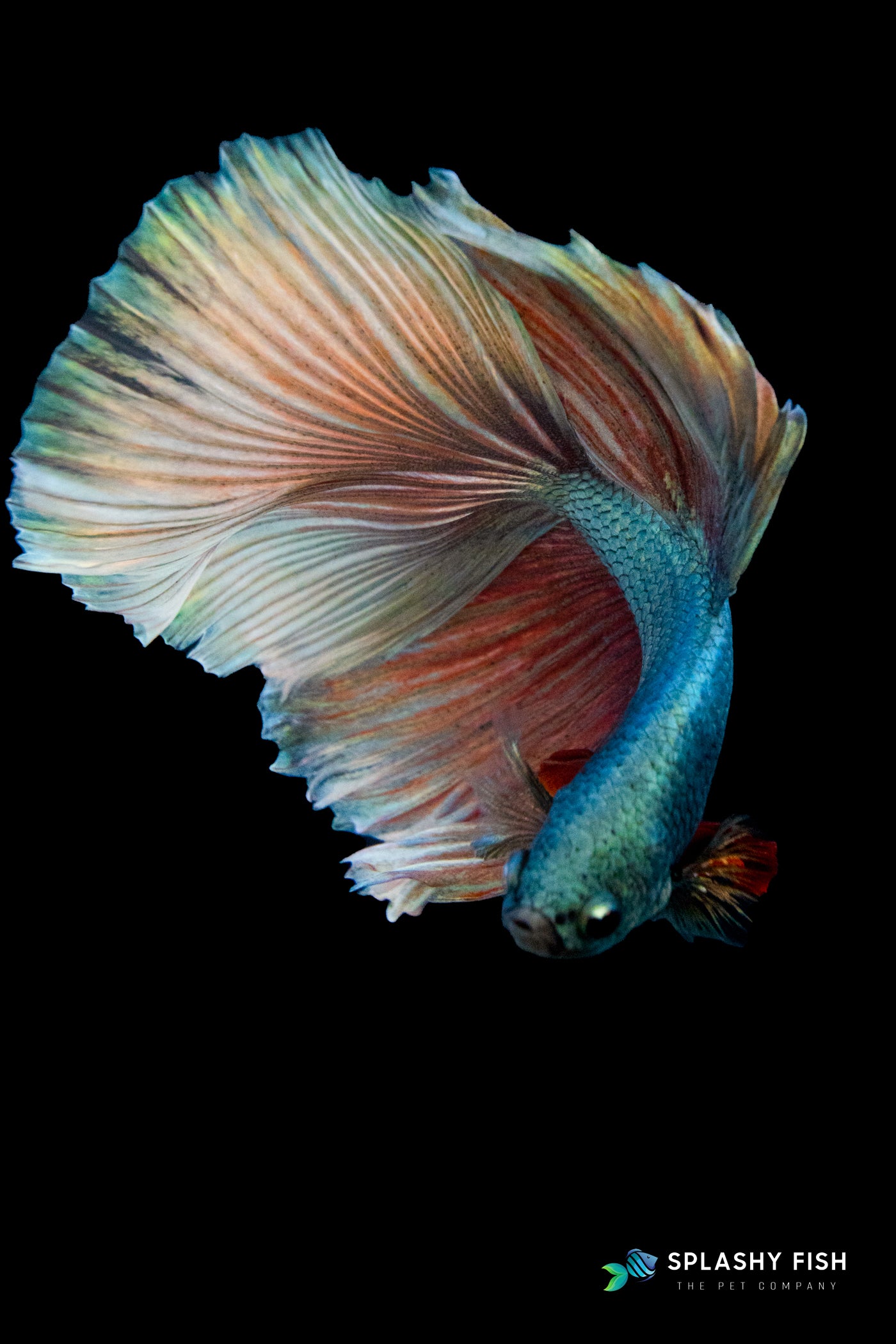 Halfmoon Betta Fish dancing 