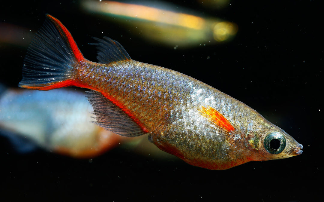 daisy blue ricefish for sale, daisy&