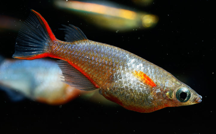 daisy blue ricefish for sale, daisy&