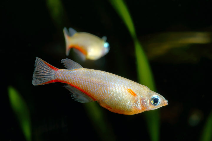 daisy blue ricefish, daisy&