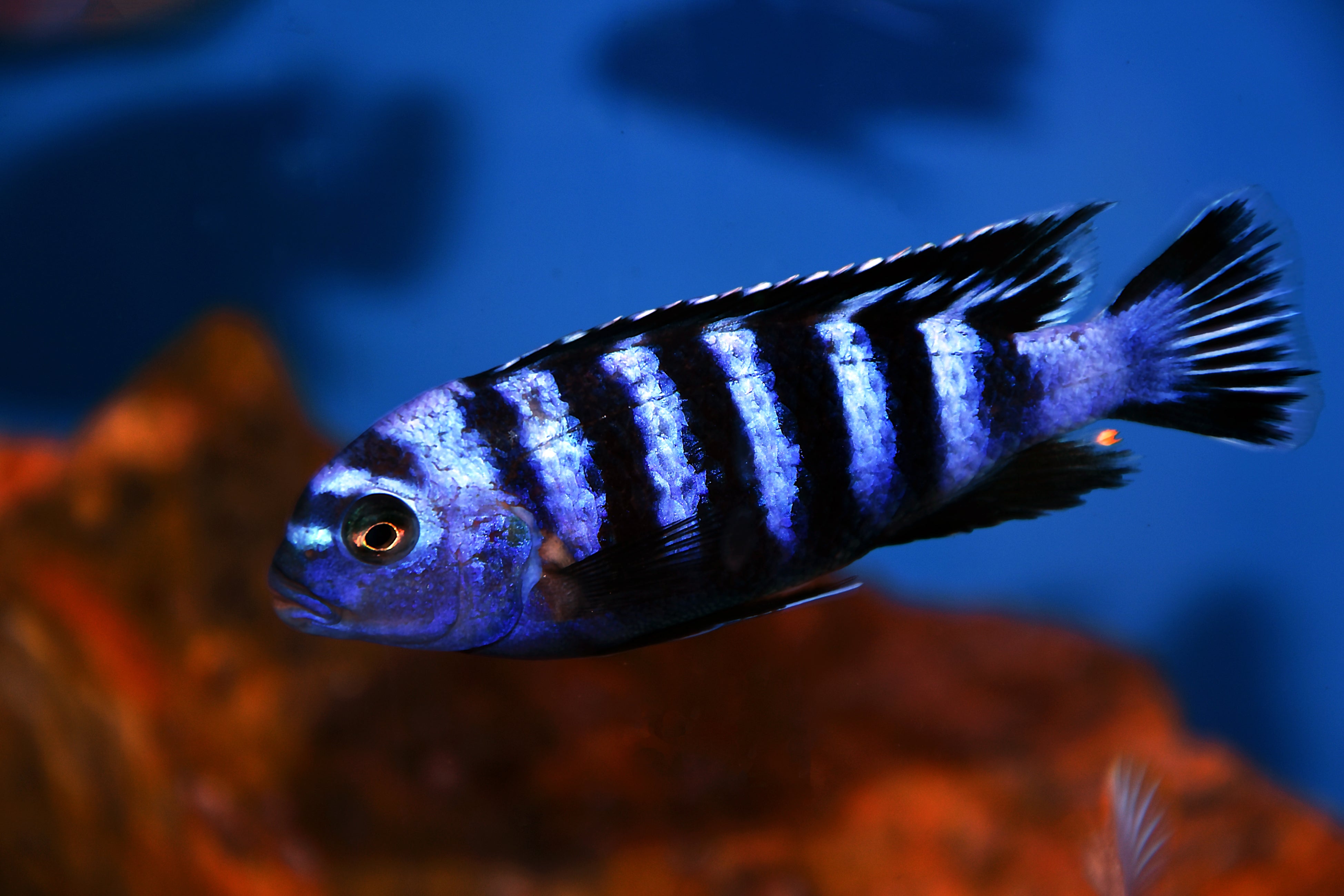 demasoni cichlid, demasoni, pseudotropheus demasoni, blue striped cichlid, blue and black cichlid, black and blue cichlid, demanson's cichlid, demasoni cichlids, demasoni cichlid size, blue and black african cichlid, demasoni cichlid tank size, blue striped african cichlid, demasoni cichlid fish for sale, demasoni cichlid for sale, cichlid fish for sale, cichlids for sale
