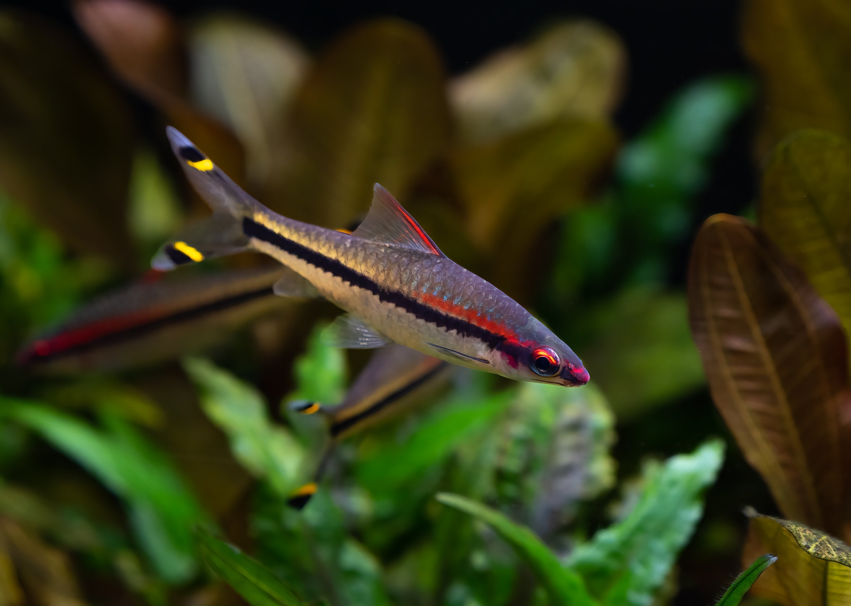 focus of roseline shark also known as denison barb fish in planted aquarium