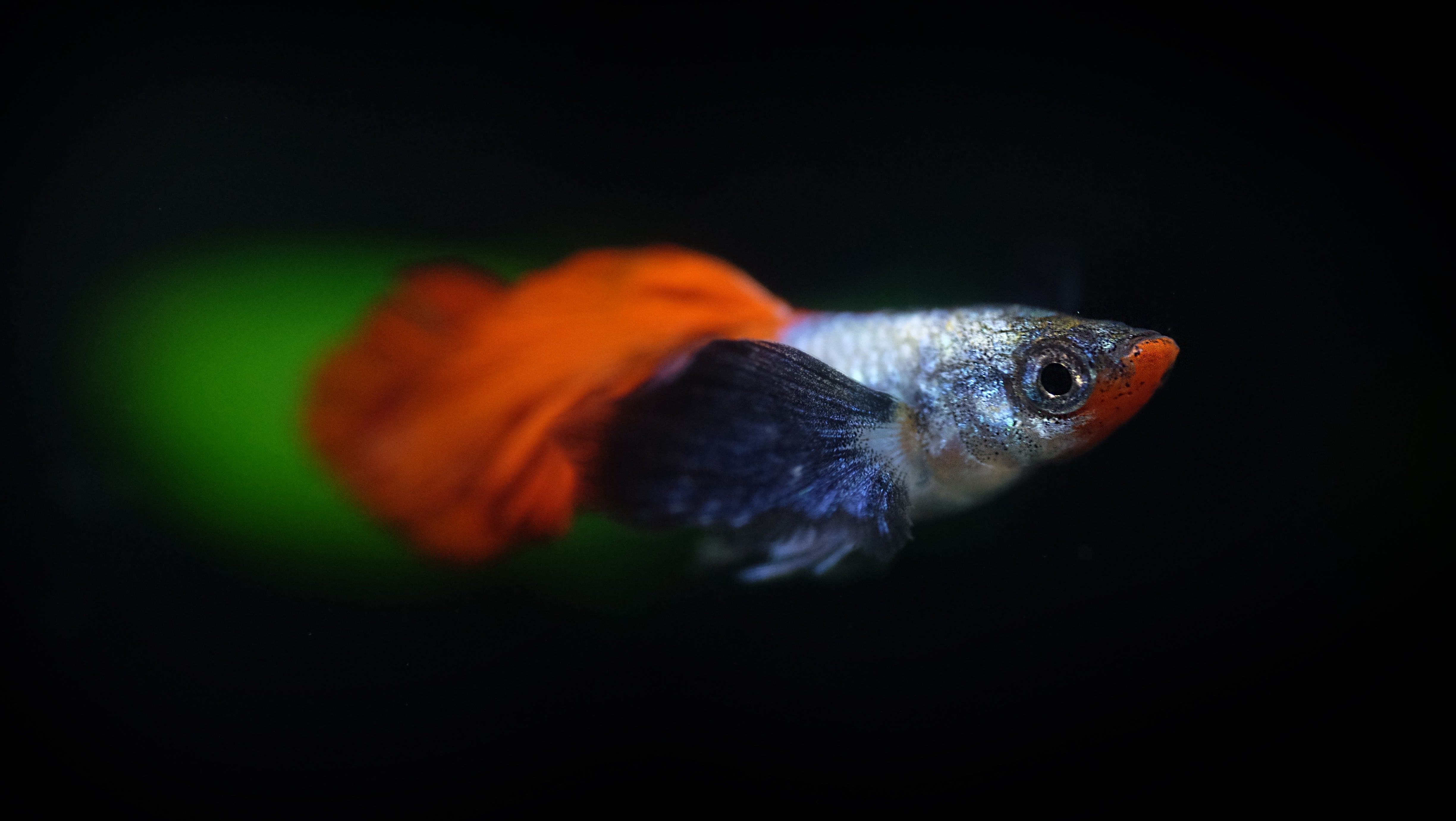 dumbo ear guppy fish, fancy guppy fish for sale