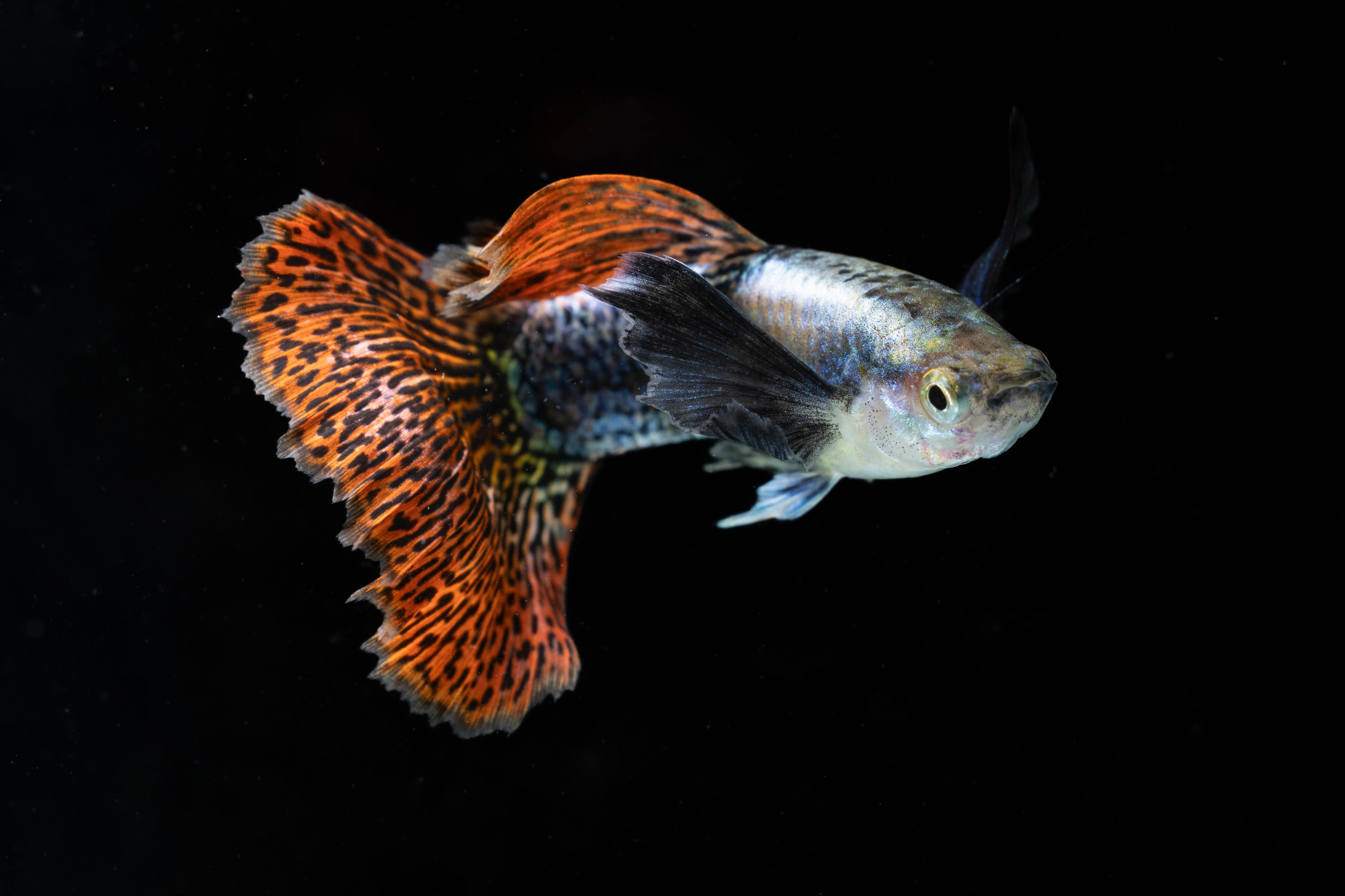 male dumbo ear mosaic guppy fish