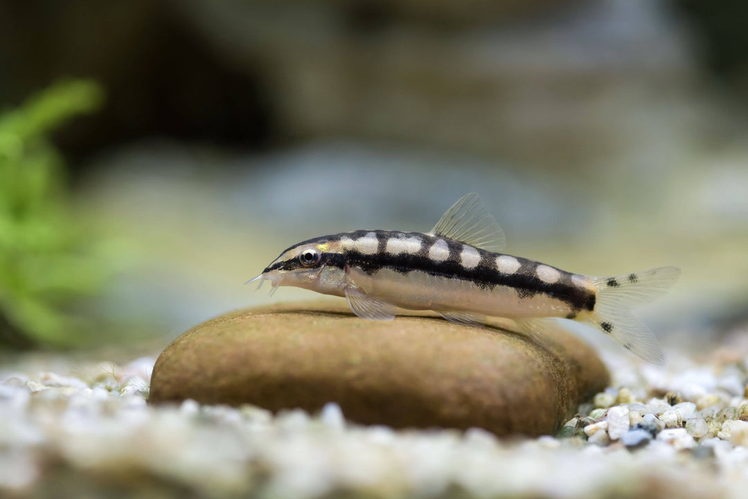 Dwarf Banded Loach 3 reviews $6.99