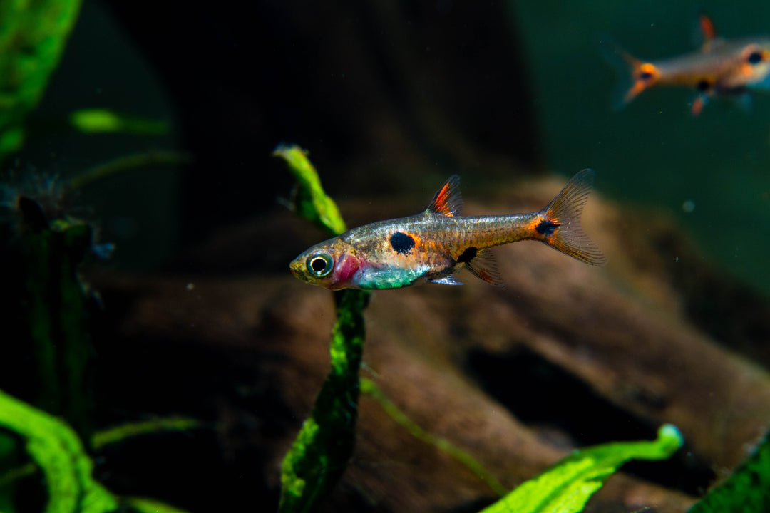 dwarf rasbora, boraras maculatus, nano rasbora, smallest rasbora, pygmy rasbora, rasbora tank size, dwarf spotted rasbora, pygmy spotted rasbora, spotted rasbora, red dwarf rasbora, dwarf rasboras, dwarf rasbora for sale, rasbora fish for sale, rasboras for sale