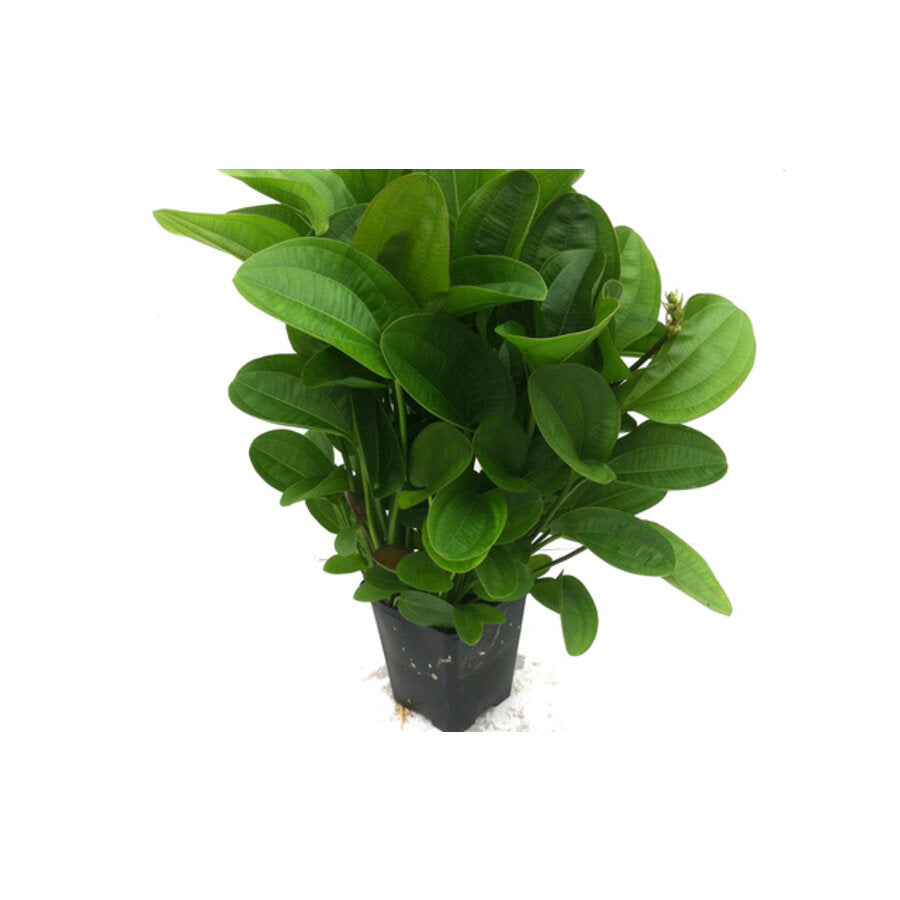 Echinodorus Harbich Sword Plant