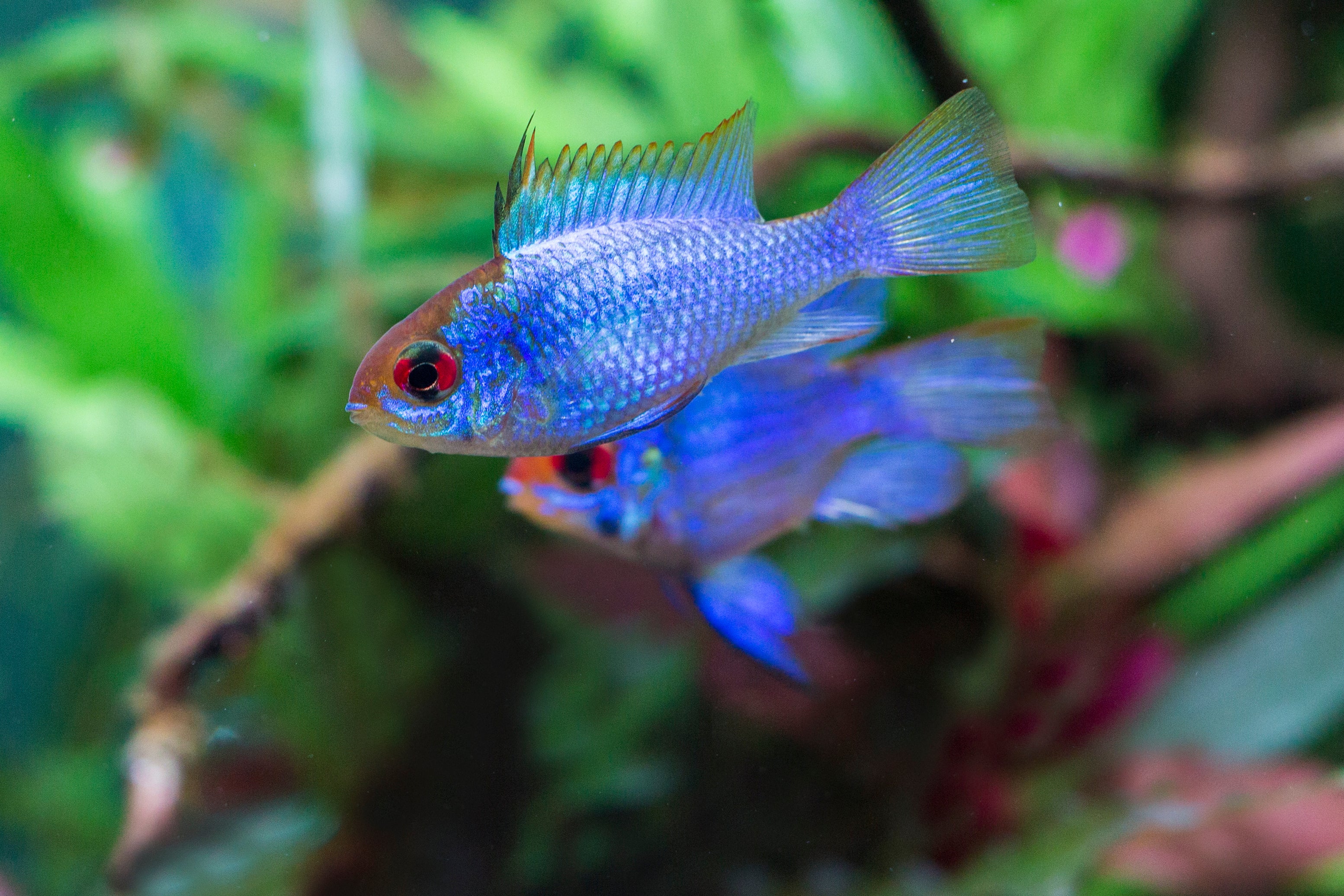 ram cichlid, ram fish, blue ram cichlid, electric blue ram, blue ram, ram cichlids, electric blue ram cichlid, electric blue rams, ram cichlid types, electric blue balloon ram, balloon electric blue ram, electric blue ram fish, electric ram cichlid, balloon blue ram, electric blue ram dwarf cichlid, blueram, electric blue ram for sale