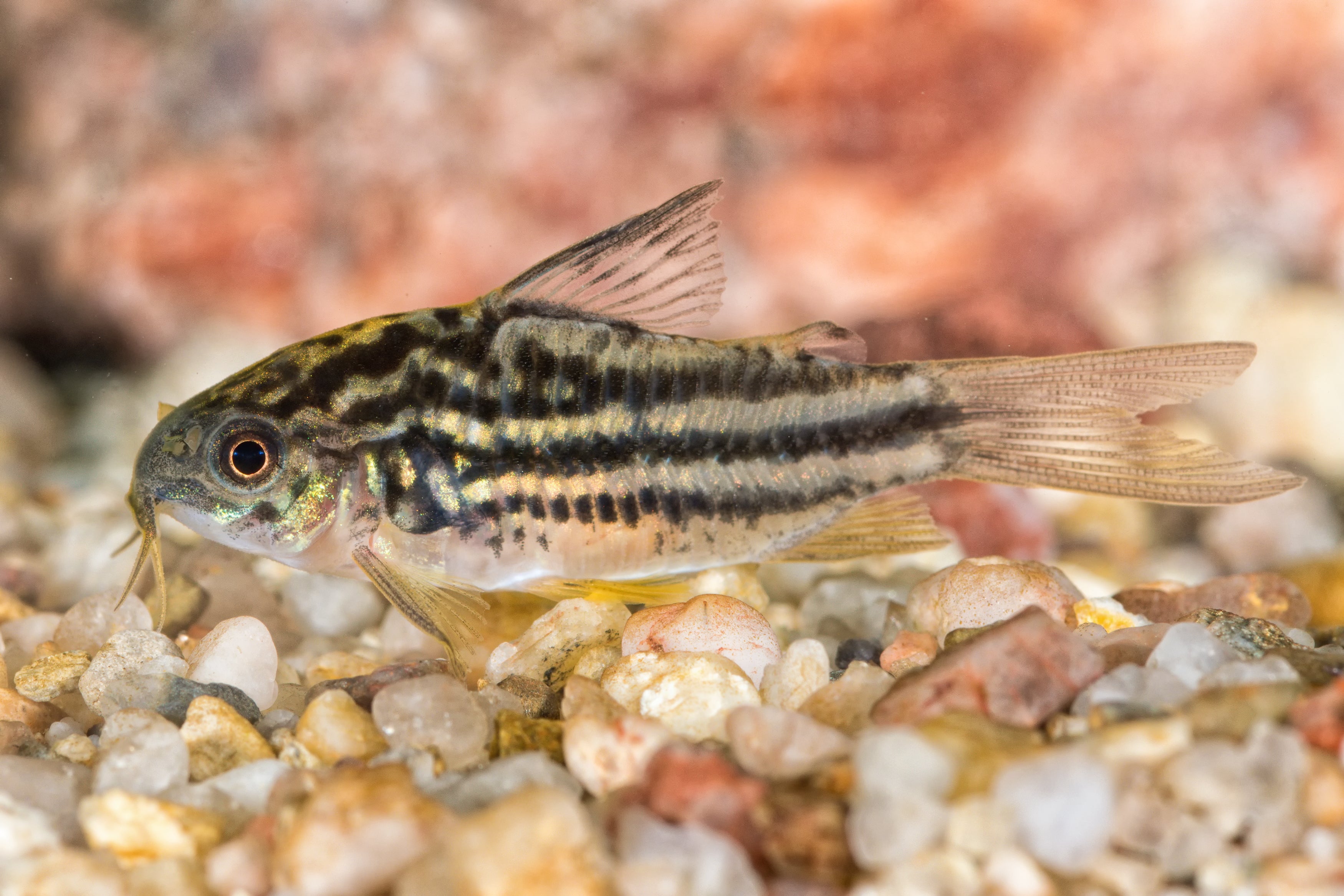 elegant corydoras, elegans cory, corydoras elegans, elegant cory, elegant fish, elegant corydoras catfish, elegant corydoras for sale, elegant catfish for sale, corydoras catfish species, cory catfish for sale, corydoras catfish for sale, cory catfish, corydoras catfish