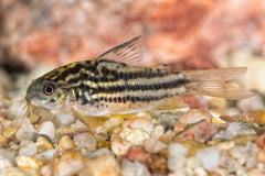 Elegant Corydoras