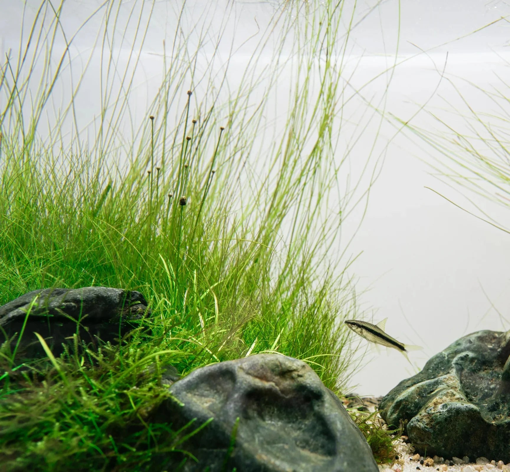 Giant Hairgrass (Eleocharis montevidensis) aquarium plant in fish tank
