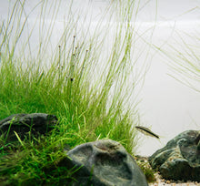 Hairgrass Giant Aquatic Plant