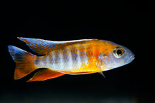 Eureka Red Peacock Cichlid