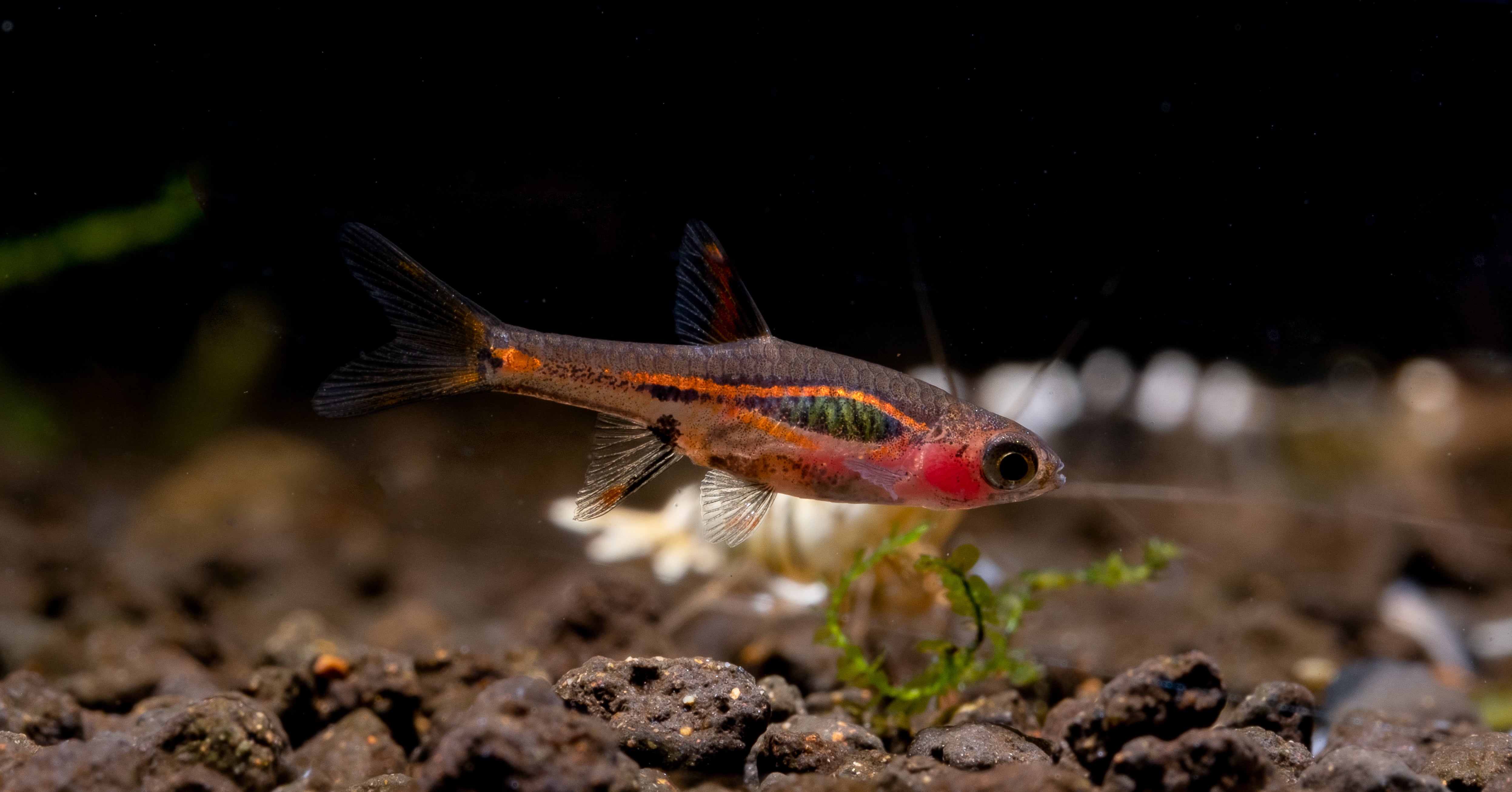 Exclamation Point Rasboras for sale, buy Exclamation Point Rasboras online, Exclamation Point Rasboras Fish for sale, Exclamation Point Rasboras in aquarium tank