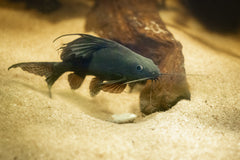 Featherfin Squeaker Catfish
