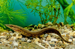 Fire Eel