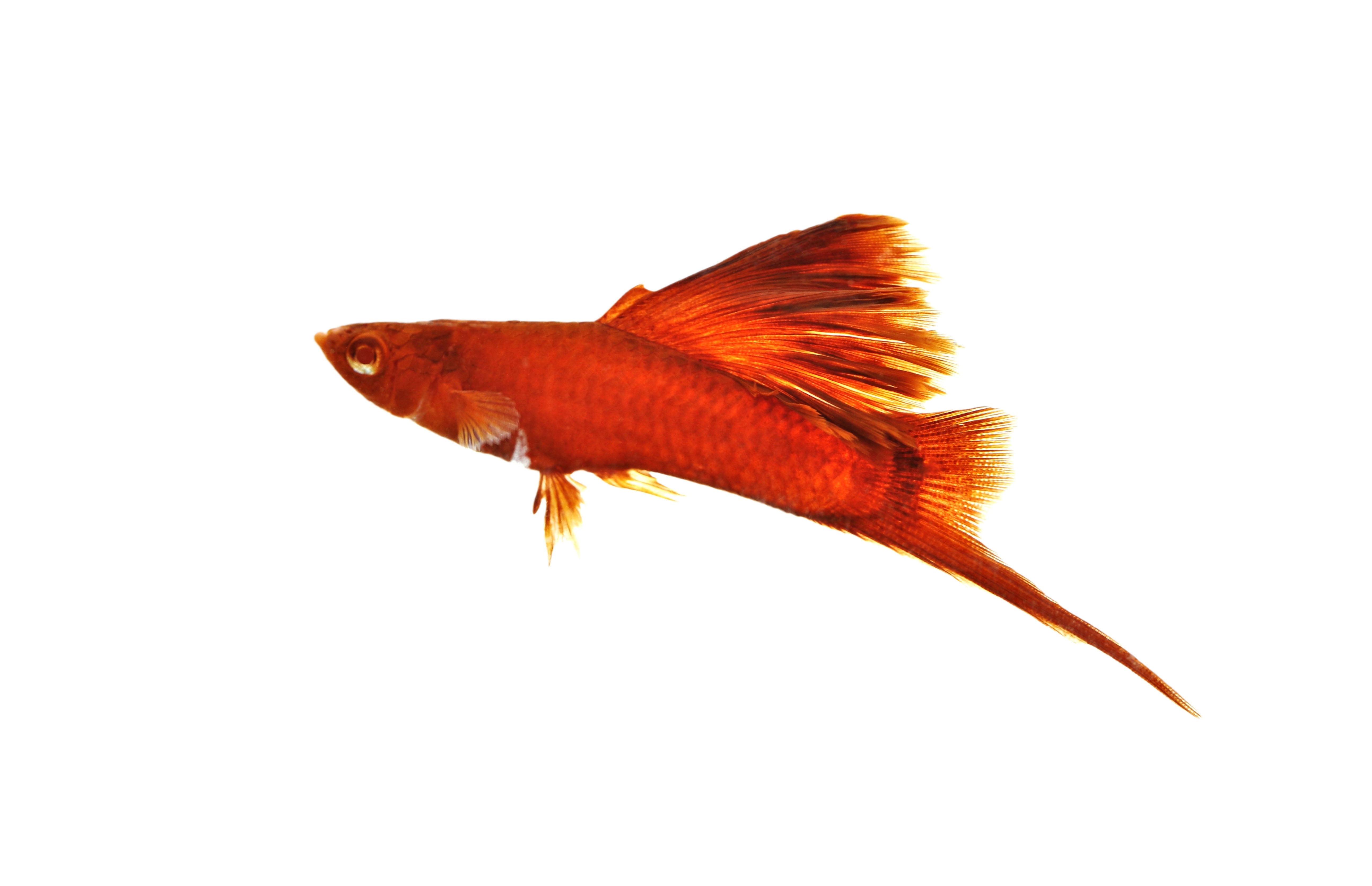 firecracker swordtail, red firecracker swordtail, firecracker swordtail fish, firecracker swordtail for sale, swordtail fish for sale, swordtail fish, swordtail, types of swordtail fish, swordtail fish types