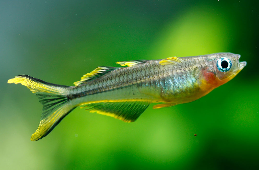 forktail rainbowfish, spotted blue eye rainbowfish, pseudomugil furcatus, blue eyed rainbow fish, blue eye rainbowfish, forktail rainbow, furcata rainbow, forktail, forktail blue eye rainbowfish, forktail rainbow fish, forktail rainbowfish for sale, forktail blue eye