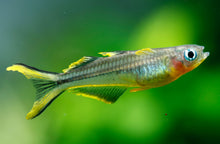 Forktail Rainbowfish (Pseudomugil Furcatus)