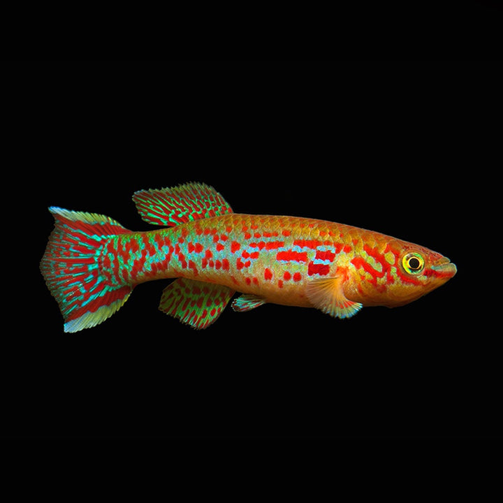 gardneri killifish, fundulopanchax gardneri, steel blue killifish, blue killifish, blue lyretail, killifish gardneri, gardner&
