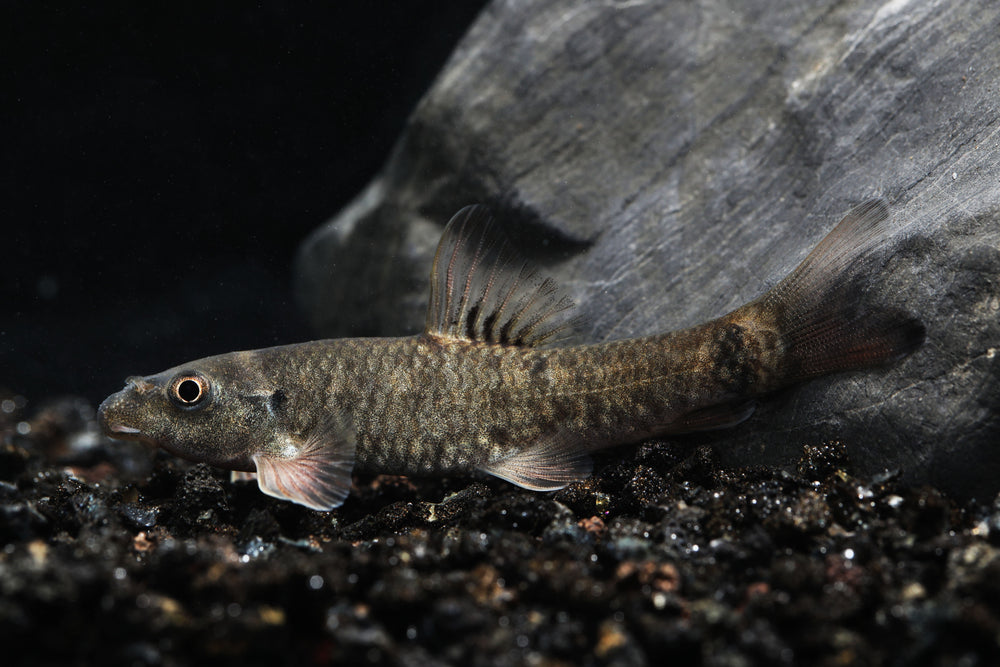 doctor fish, garra rufa, garra rufa fish, garra fish, fish that eat dead skin, fish eating dead skin, pedicure fish, dr fish, garra rufa fish for sale, garra rufa for sale, doctor fish for sale