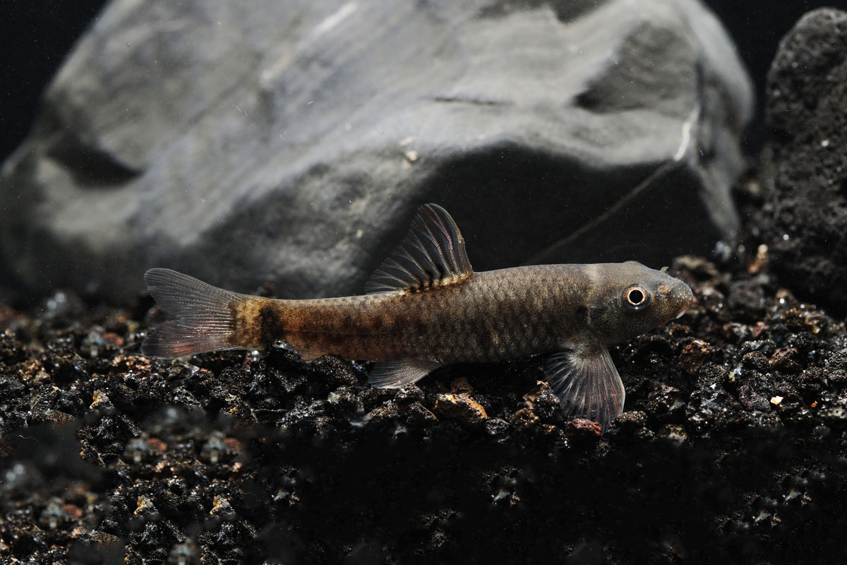 Garra Rufa Fish for Sale - Live Doctor Fish Buy Online – Splashy Fish