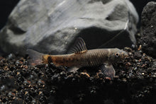 Doctor Fish (Garra Rufa)