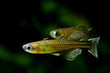 Gertrude’s Blue Eye Rainbow Fish (Pseudomugil Getrudade)