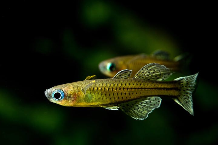 gertrude rainbow fish for sale, gertrude fish, spotted blue eye rainbowfish, pseudomugil gertrudae, gertrude rainbow fish, blue eye gertrudae rainbow, gertrudae rainbow, gertrude&