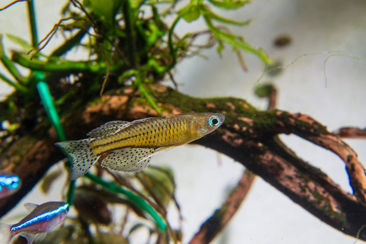 gertrude fish, spotted blue eye rainbowfish, pseudomugil gertrudae, gertrude rainbow fish, blue eye gertrudae rainbow, gertrudae rainbow, gertrude&