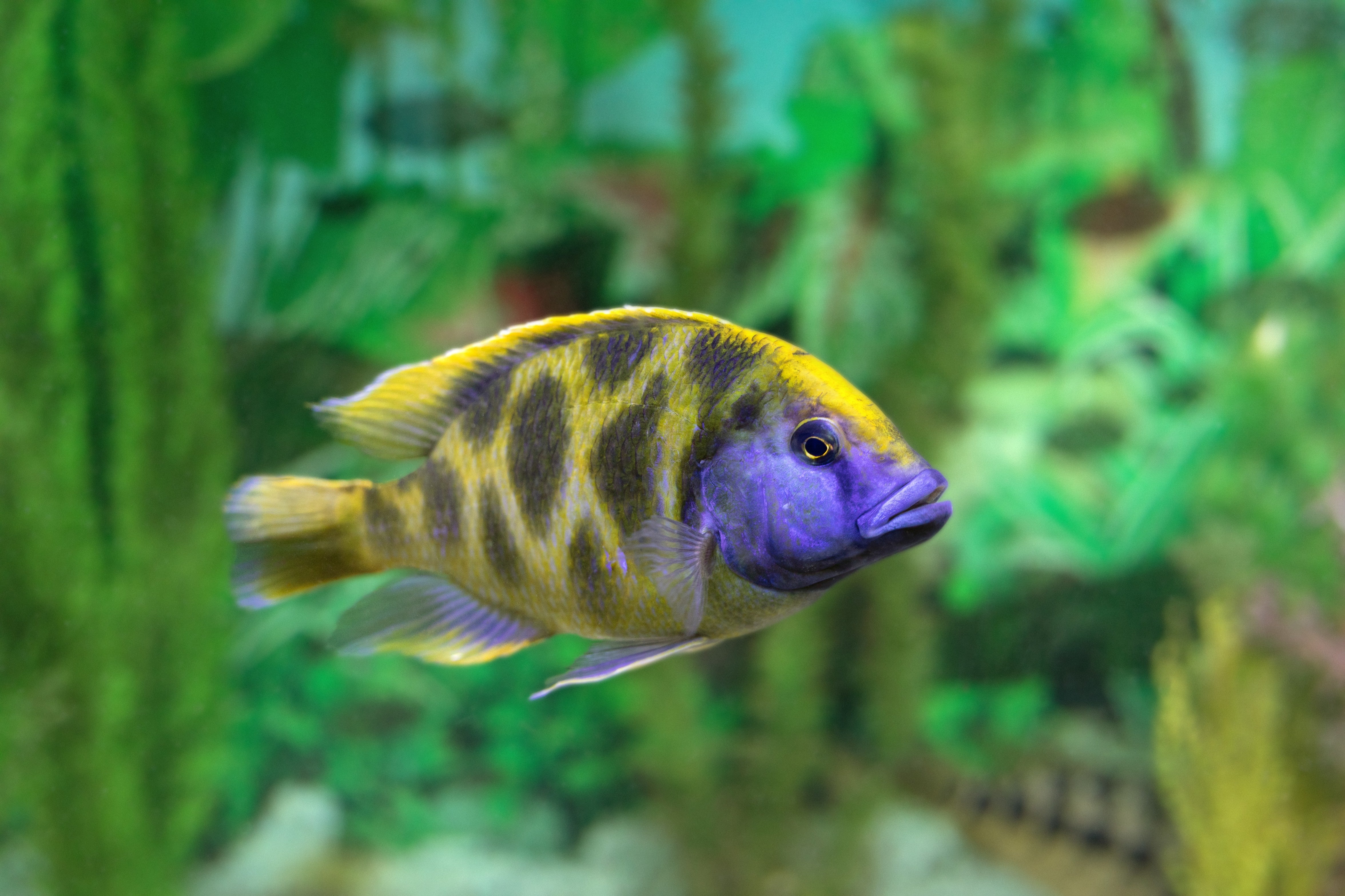 venustus cichlid, giraffe cichlid, giraffe fish, venustus, giraffe cichlids, nimbochromis venustus, giraffe hap, giraffe cichlid male vs female, venustus cichlids, giraffe cichlid for sale, venustus cichlid for sale
