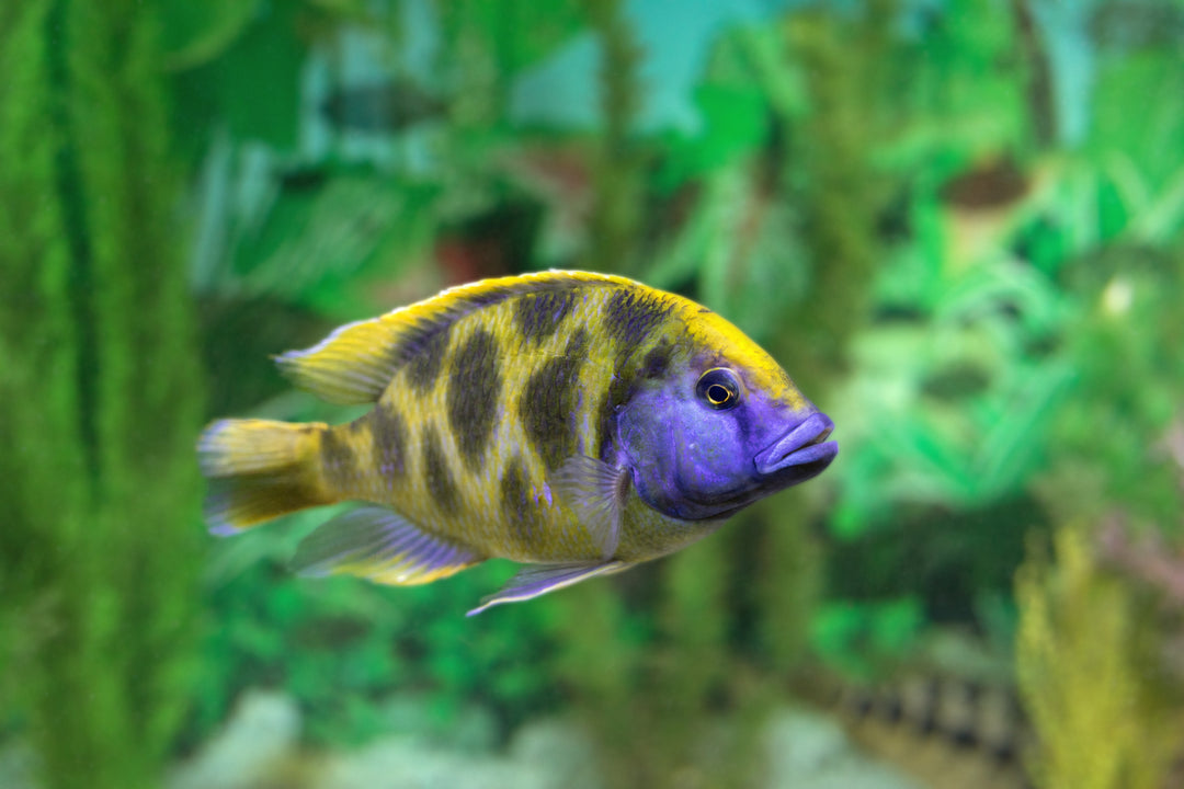 venustus cichlid, giraffe cichlid, giraffe fish, venustus, giraffe cichlids, nimbochromis venustus, giraffe hap, giraffe cichlid male vs female, venustus cichlids, giraffe cichlid for sale, venustus cichlid for sale