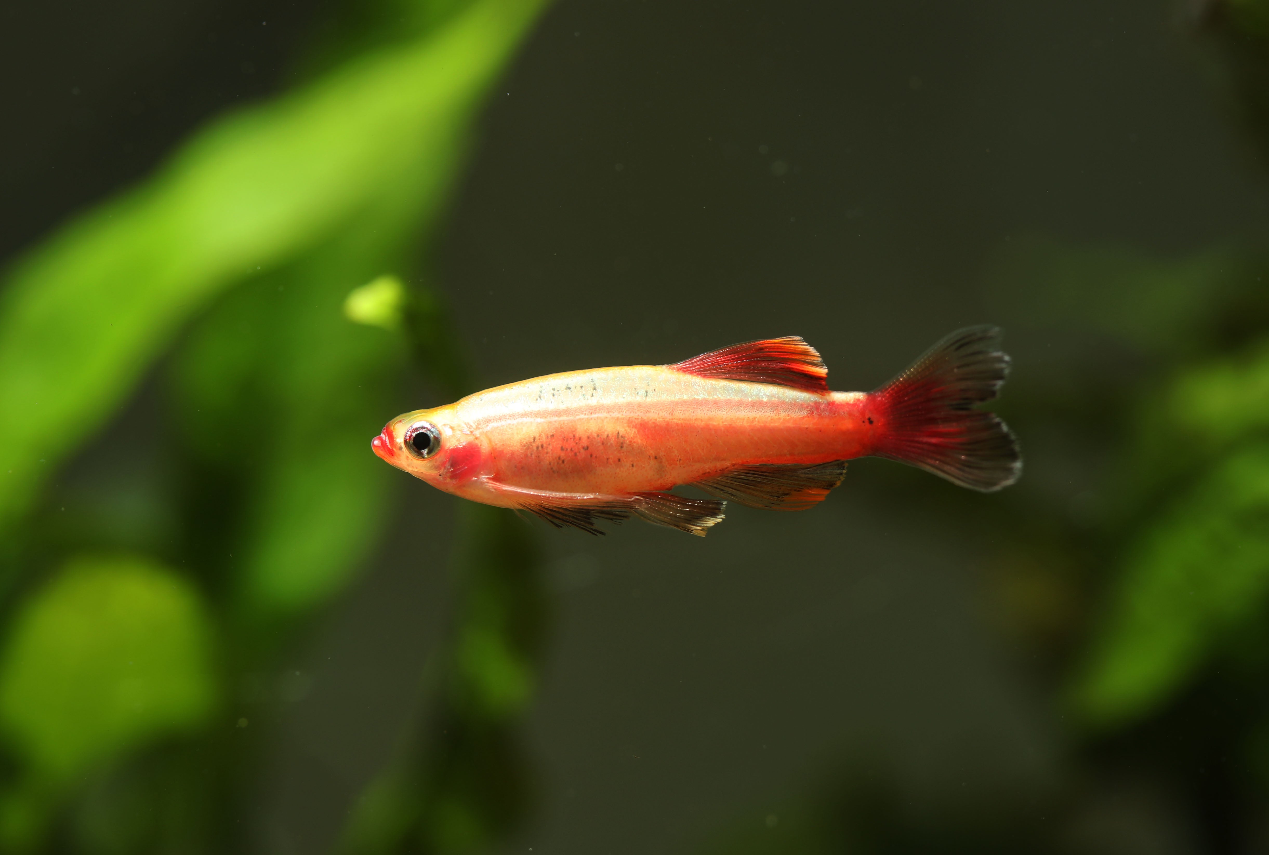 white cloud minnow, white cloud fish, cloud fish, gold white cloud minnow, golden white cloud minnow, golden white cloud, white clouds fish, gold white cloud fish, gold white cloud mountain minnow gold cloud minnow, golden white cloud mountain minnow, golden minnow, gold minnows
