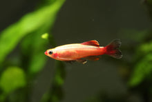 Gold White Cloud Mountain Minnow (Tanichthys albonubes var gold)
