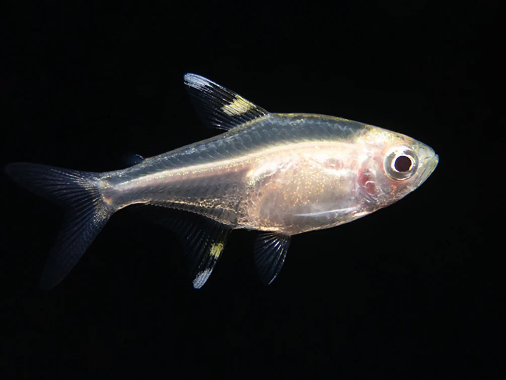 X-ray Tetra Fish For Sale | Live Freshwater Community Fish Splashy Fish