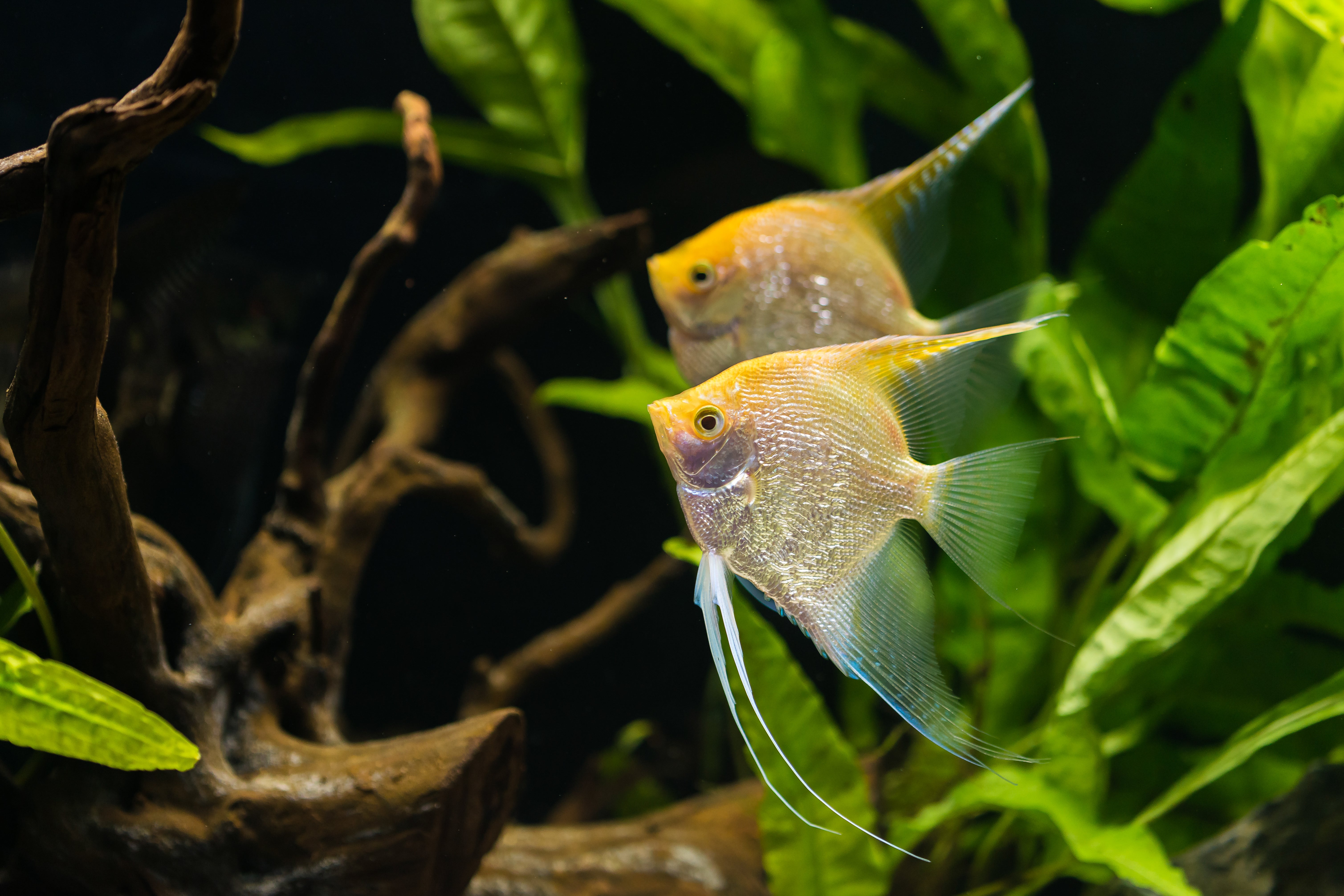 yellow angelfish, yellow angelfish freshwater, gold angelfish, golden angelfish, golden angel fish, gold angelfish freshwater, yellow freshwater angelfish, golden angelfish for sale, golden angelfish freshwater, expensive angelfish, gold angel fish