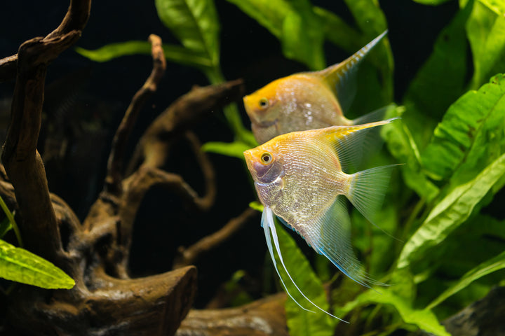 yellow angelfish, yellow angelfish freshwater, gold angelfish, golden angelfish, golden angel fish, gold angelfish freshwater, yellow freshwater angelfish, golden angelfish for sale, golden angelfish freshwater, expensive angelfish, gold angel fish