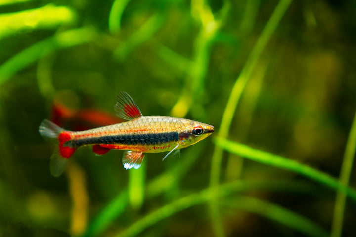 golden pencilfish for sale, Nannostomus beckfordi, gold pencilfish, golden beckford pencilfish, beckford&