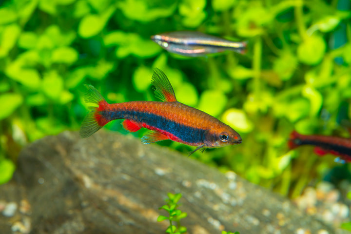 gold pencilfish, golden beckford pencilfish, beckford&