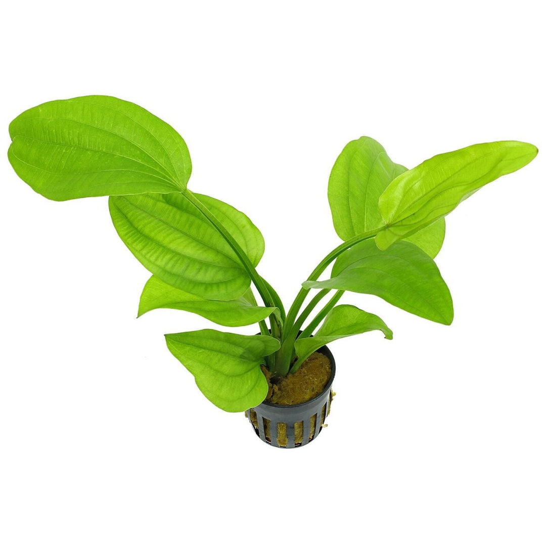 Echinodorus Grandifolius Sword Plant