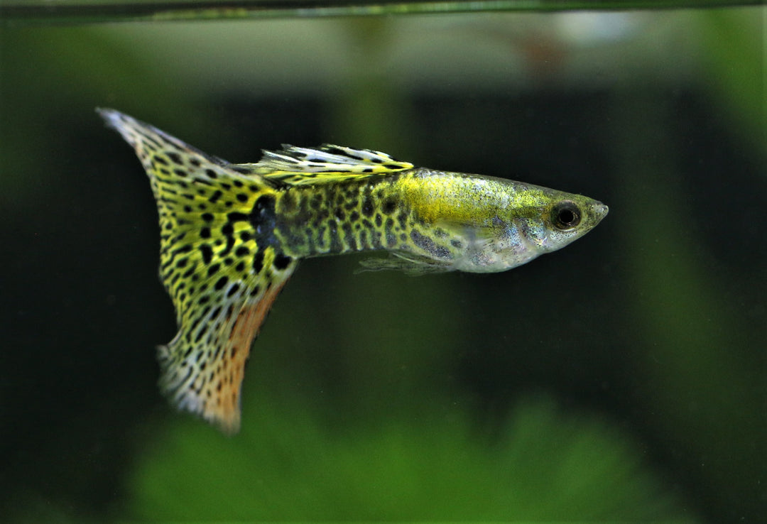 Green Cobra Fancy Guppy Fish for Sale