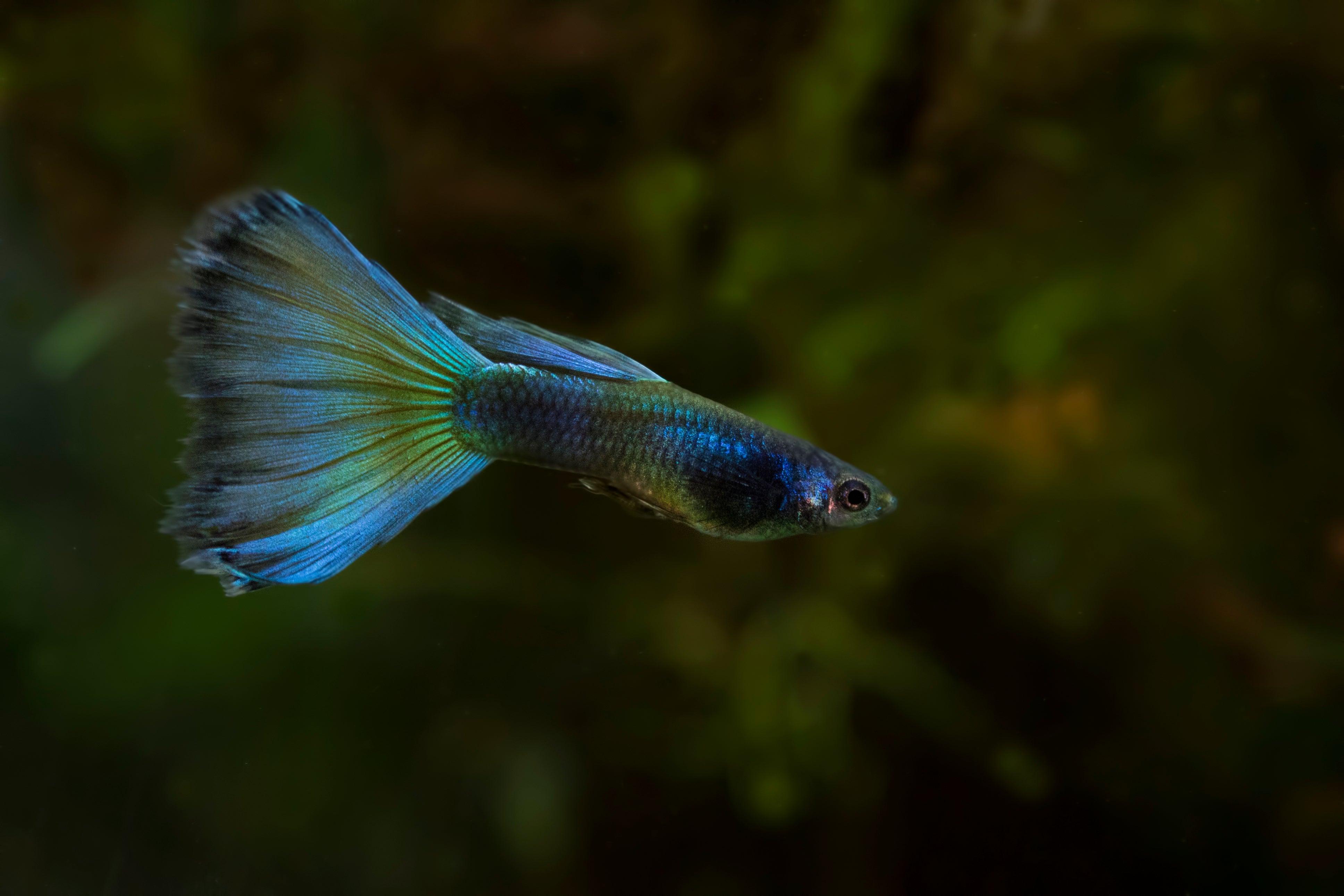 moscow guppy, green moscow guppy, green guppy, moscow guppies, green guppies, moscow green guppy, green moscow guppies, moscow guppies for sale, green guppies for sale. buy green moscow guppy online